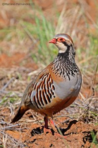 Perdiz roja. Foto: Mariano Fernández