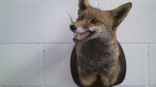 zorro disecado